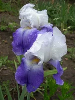  2.webp