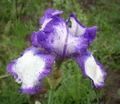  11.webp