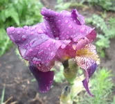  13.webp