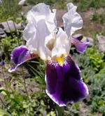  (Wabash).webp