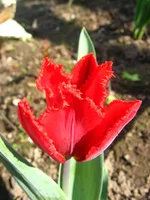  114.webp