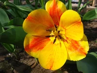  115.webp