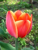  119.webp