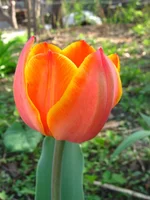  121.webp