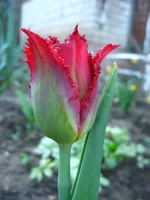 135.webp