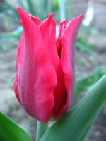  136.webp