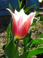  153.webp