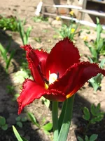  156.webp