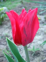  162.webp