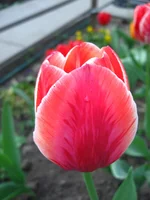  169.webp