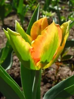  178.webp