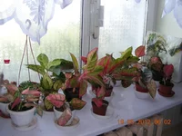 DSCN8487.JPG