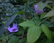 .webp