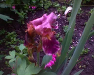 .webp