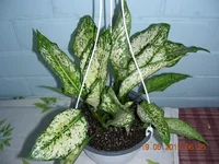 DSCN8508.JPG