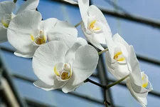 WhiteOrchids.webp