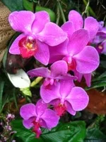 orchids.webp