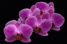Orchids2.webp