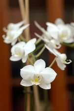 _dsc4129-orchids.sized800.webp