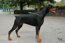 Demetra Dangerous Beauty_stojka_i.webp