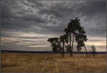 DSC_6445_crop_noise2.jpg