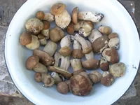 P5201604.webp