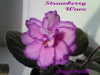 Strawberry Wave.webp