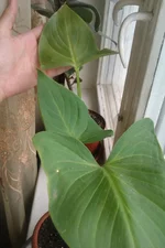 IMAG0304.jpg