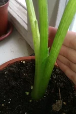 IMAG0305.jpg