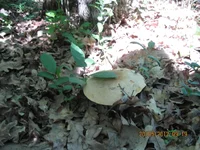  271.webp