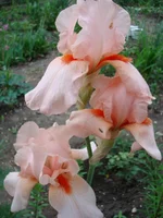 4.webp