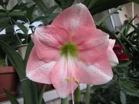 Rosalie.webp