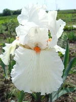 DSC03697.webp