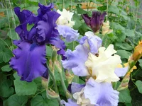 DSC03860.webp