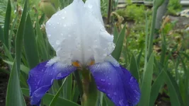 SAM_0852.webp