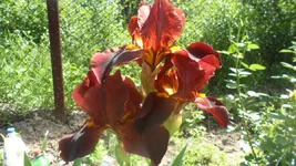 SAM_0991.webp