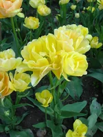 IMG_9420.webp