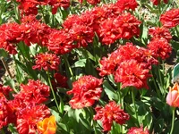 IMG_9428.webp