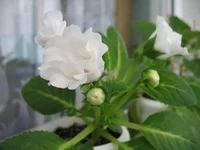 IMG_0970[1].webp