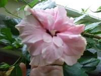 SDC11126.webp