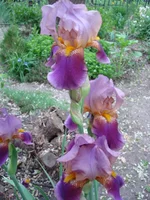 11.webp