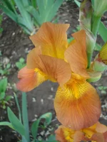 12.webp