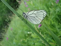 DSC03034.webp