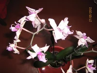  004.webp