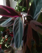 DSC00948.webp