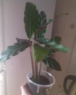 DSC00945.webp