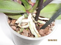  006.webp