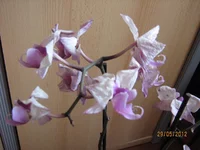  012.webp