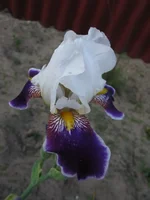 IMG_3505.webp