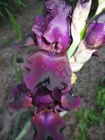 IMG_3524.webp
